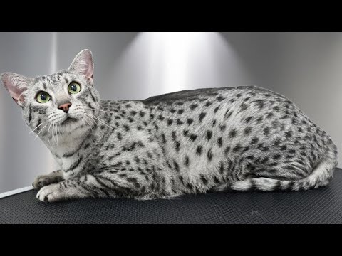This Unusual Cat Breed is both Beautiful and Vocal 😻