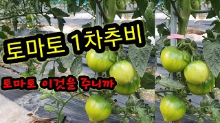 #토마토1차 추비  #토마토 이것주니까 맛이 달라지네요