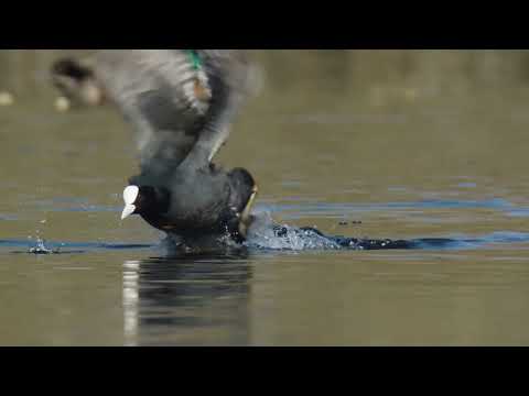 Foto-Kurs "Frühling in den Rheinauen" 2023