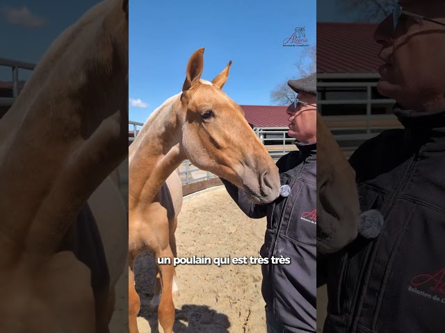 Pegaso de Alegria, un poulain exceptionnel.
