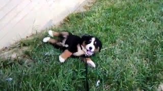 Dogs rolling down hills