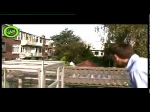 HOE HOE HOE - Lloyd de duivenmeneer ware hype - Tiswat, TV West