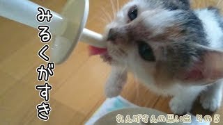 【猫カビ】全身ハゲてもなんのその。【れんげさんの思い出 その５】