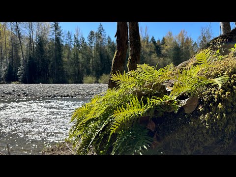 Top Bridge & Englishman River Regional Park