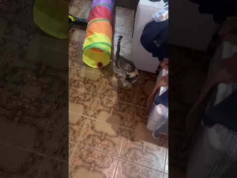 Vídeo de Safira 