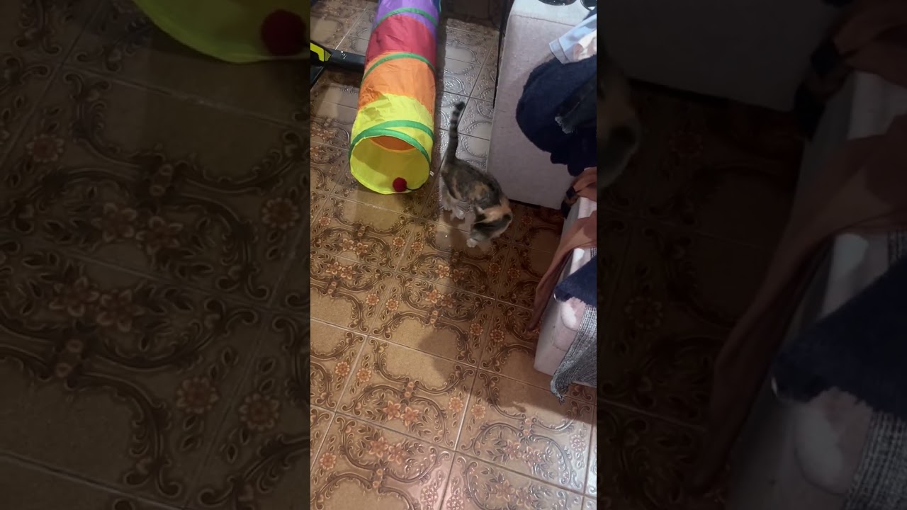 Gato raça SRD-ViraLata idade 2 a 6 meses nome Safira 