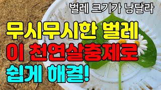 독한벌레도 이걸로 뿌렸더니 왕벌레도 싹 죽어요