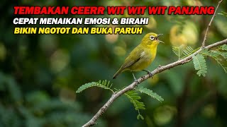 Download lagu PANCINGAN PLECI NEMBAK CERRR WITI WIT WIT PANJANG , BIKIN LAWAN IKUT NEMBAK DAN CEPAT BUKA PARUH mp3