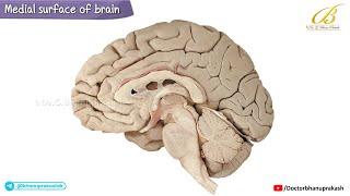 Medial Surface of Brain (Cerebrum) 🧠 Cadaveric Neuroanatomy for USMLE Step 1 | Lobes, Gyri & Sulci