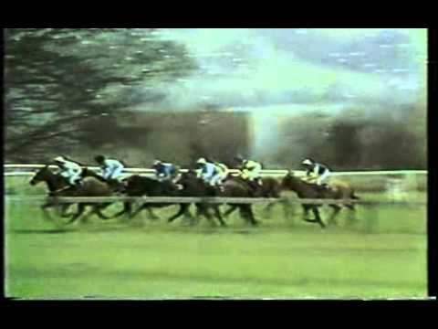Horse Racing 1981 Sun Alliance Novice Chase Cheltenham.mpg