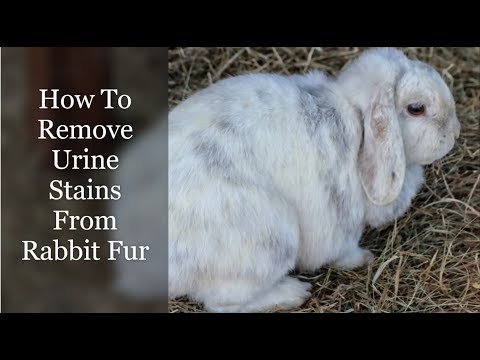 YouTube video about: How to clean rabbits feet?