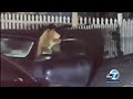 Bear cubs sneak into woman's car in Sierra Madre and rip it to shreds | ABC7