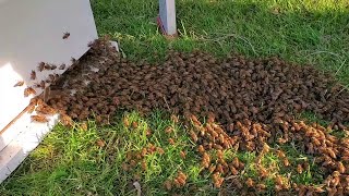 videos de risa enjambre de abejas