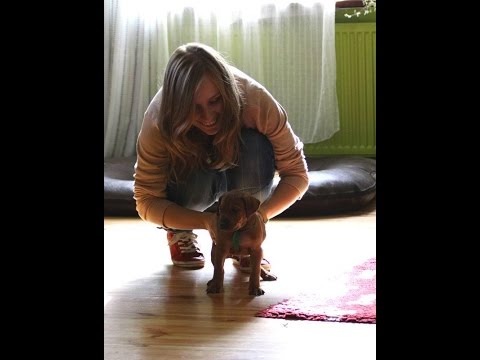 Tresura psów | Oduczanie złych nawyków