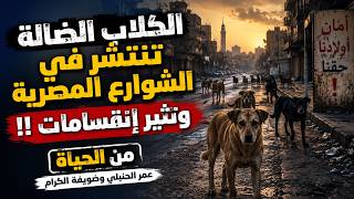 الكلاب الضالة تنتشر في الشوارع المصرية وتثير إنقسامات !! من الحياة عمر الحنبلي وضويفه الكرام