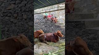 Download lagu Sapi & Kambing Kurban Idul Adha 2025 🐄🐮🐑🐏 #iduladha2025 #kurban #sapi #kambing #iduladha #hewan mp3 Download lagu Sapi & Kambing Kurban Idul Adha 2025 🐄🐮🐑🐏 #iduladha2025 #kurban #sapi #kambing #iduladha #hewan mp3