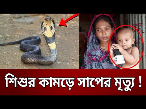 শিশুর কামড়ে সাপের মৃত্যু ! | Bangla News | Mytv News