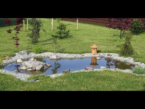 I built a lake to raise shrimp and lambari