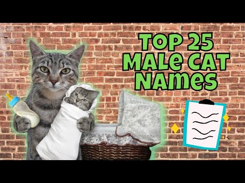 Top 25 Most Popular Male Cat Names of 2021