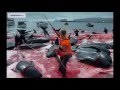 Массовые убийства дельфинов в Дании -ежегодное зверство! 