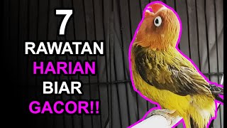 Download lagu 7 Daily Lovebird Care Tips to Make Them Chirp Long and Gacor mp3 Download lagu 7 Daily Lovebird Care Tips to Make Them Chirp Long and Gacor mp3