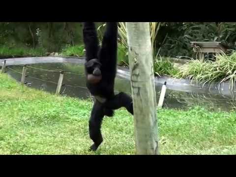 Un siamang aux vocalises endiablées !