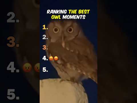 Ranking The Best Owl Moments