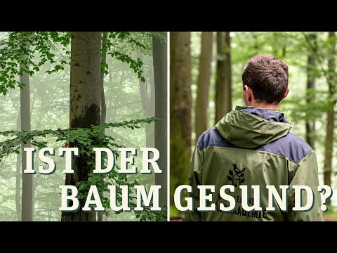 Ist der Baum gesund? Wie man den Gesundheitszustand von Bäumen erkennt.