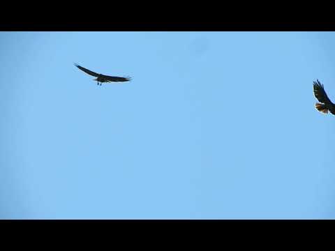 A pair of Red-tailed hawks are performing a synchronized flight