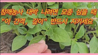 참깨농사 대박 나려면 모종 심을 때 "이 간격, 깊이" 반드시 지키세요!(농사의신)