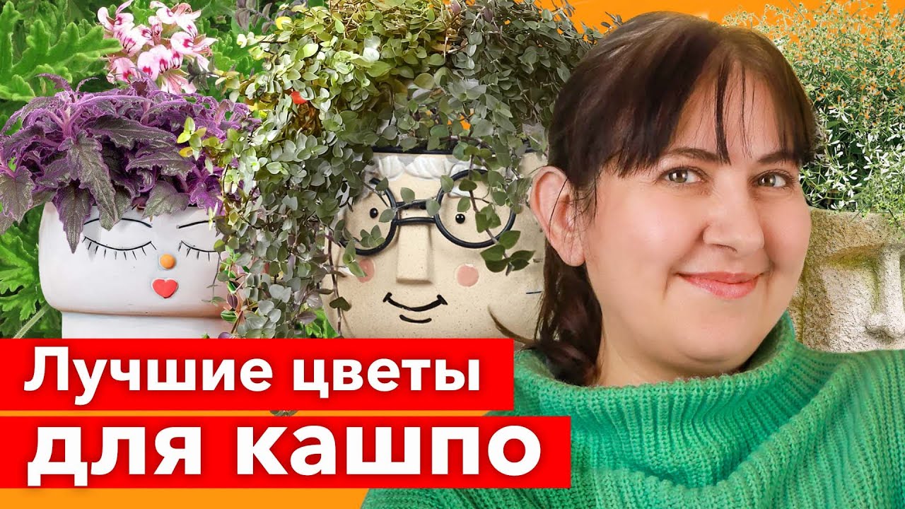 НЕИЗБИТЫЕ РАСТЕНИЯ ДЛЯ КАШПО, когда надоели сплошные петунии и лобелии