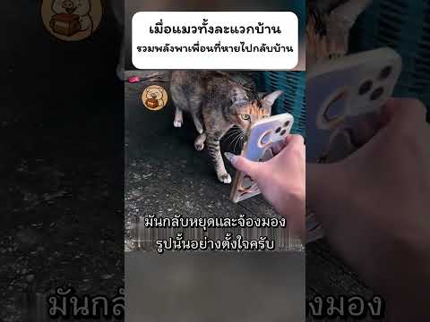 เมื่อแมวทั้งละแวกบ้าน รวมพลังพาเพื่อนที่หายไปกลับบ้าน #cat #แมว #สัตว์โลกน่ารัก #shorts