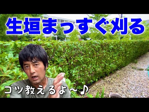夏は生垣刈り禁止?それが法律で決まっていることです トピックス
