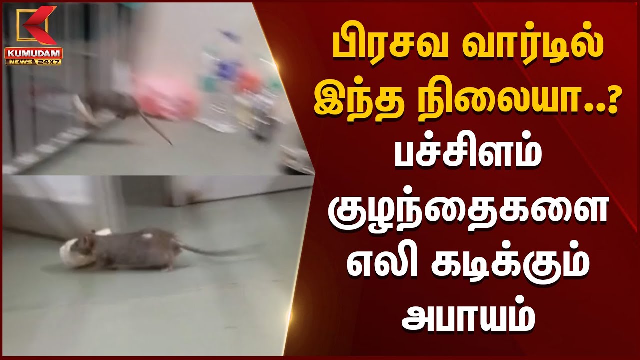 பிரசவ வார்டில் சுற்றித்திரியும் எலிகள்.. சேலம் அரசு மருத்துவமனையின் அவலம் | Govt hospital Rat issue
