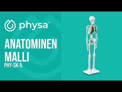video - Anatominen malli - luuranko - 85 cm
