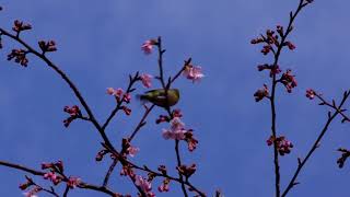 20180224ﾒｼﾞﾛ（目白）