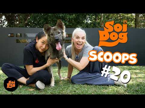 Soi Dog Scoops | Dampimook Special