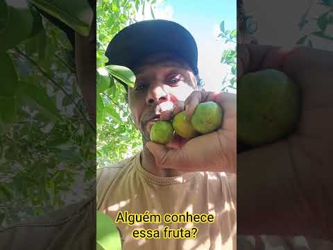 Alguém conhece essa fruta??                 dia 10 de Junho de 2026 Zona rural de Cubati Paraíba 🌵🤠