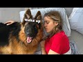 Life BEFORE And AFTER Having A German Shepherd Puppy