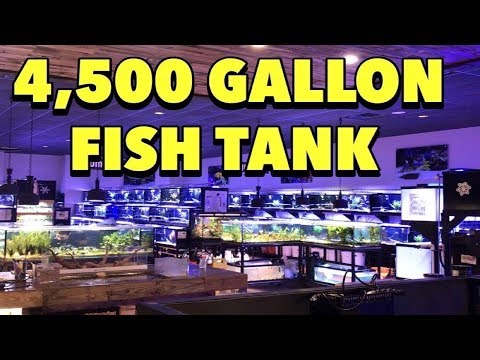 4,500 GALLON AQUARIUM! THE BIGGEST LITTLE FISH STORE IN TEXAS, AQUARIUM GALLERY FISH SHOP TOUR