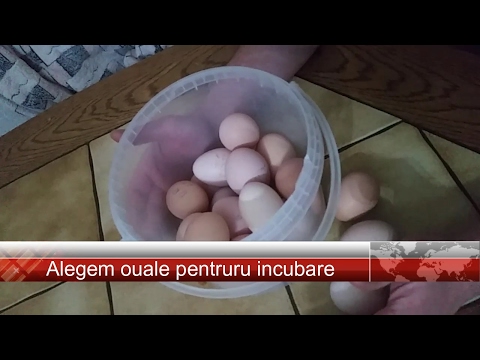 , title : 'Cum alegem ouale pentru incubare  Отбор яиц'