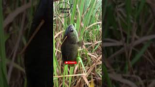 Download lagu Apa yang bikin kamu suka mancing ikan betok? mp3