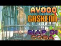 Video Burung Wambi Gacor Dor