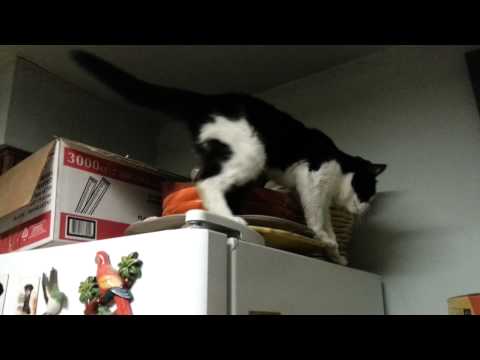 Sybil the amazing Cat!!