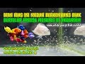 Anak Ikan Hias Di Aquarium