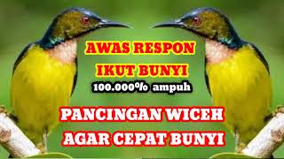 Download lagu pancingan wiceh agar bunyi // cocok buat wiceh bahan agar cepat gacor #wiceh #birds #kolibrikelapa mp3 Download lagu pancingan wiceh agar bunyi // cocok buat wiceh bahan agar cepat gacor #wiceh #birds #kolibrikelapa mp3