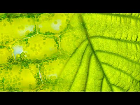 How does Photosynthesis look like?