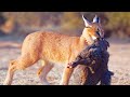 Deadly Silent FEARLESS The True Face Of The Caracal