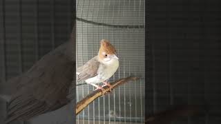 Download lagu Beseran jenggot mini / Yuhina mp3