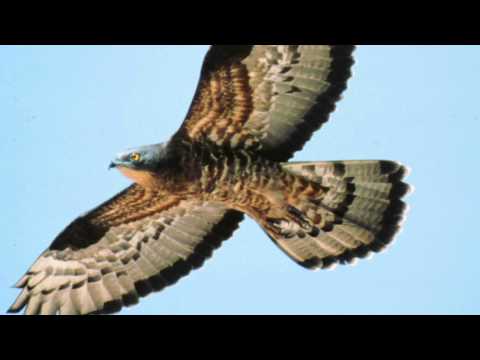 BTO Bird ID - Summer Buzzards: Common Buzzard and Honey-buzzard